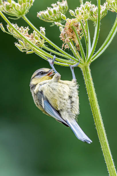 istock Blue Tit with Tongue Out on Hogweed Seed Head 1995285289