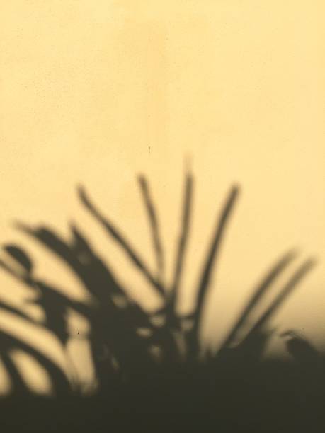 istock Leaves shadow background on concrete wall texture, leaves tree branches shade with sunlight 1995286871
