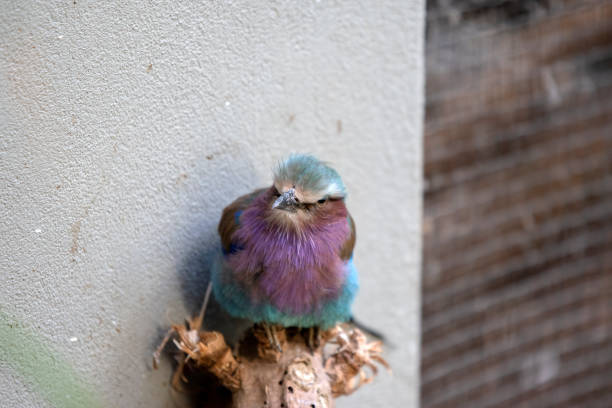 Lilac-Breasted Roller At Amsterdam The Netherlands 2-11-2022