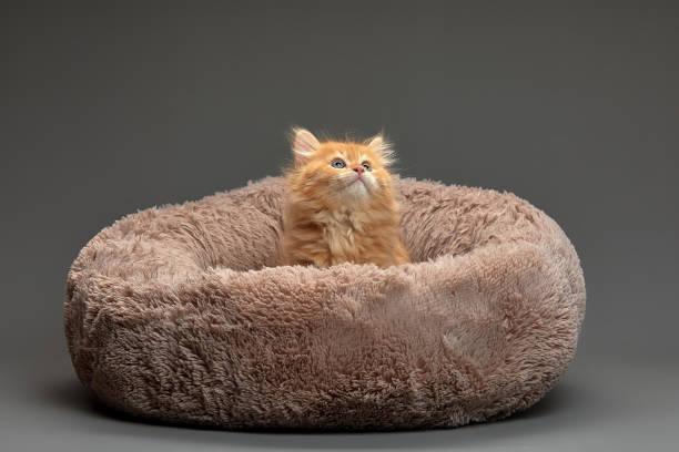 Little cute red kitten in a bed on a gray background, looks up, gray background, copy space..
