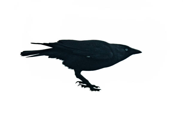 istock Silhouette of Jackdaw on White Background 1995310872