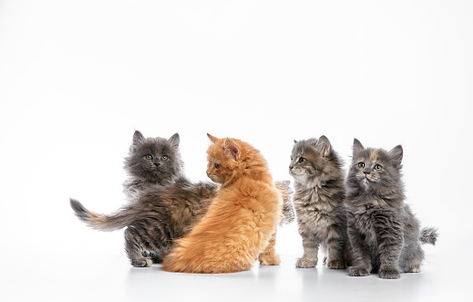 4 british shorthair kittens in different colors on a row