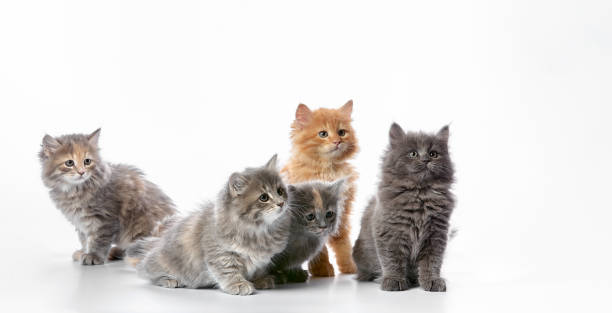 istock A group of colored kittens, gray, red spotted, on a white background, play, pose for the camera, copyspace. 1995319400