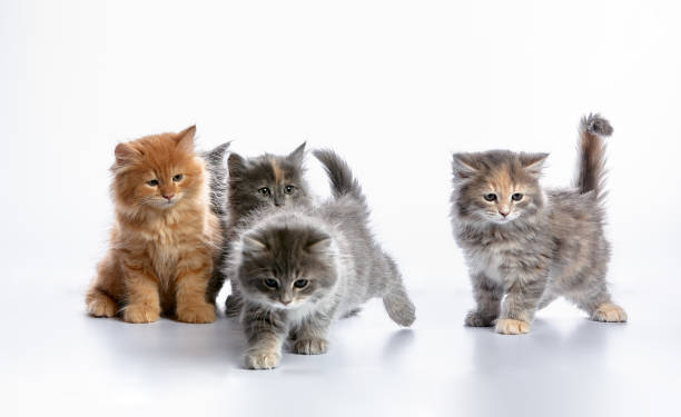 istock A group of colored kittens, gray, red spotted, on a white background, play, pose for the camera, copyspace. 1995321020