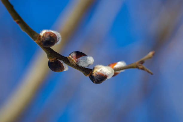 Willow earrings in the march forest against the blue sky. Opening willow catkins before flowering on a sunny day in a march forest against a blue sky