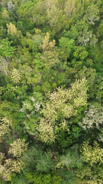 istock Aerial View of Green Trees in a Forest. Top View from Drone 1995322585