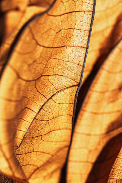 istock Autumn Dried leaf closeup at sunlight, macro trend, brown leaf as nature background. Fall aesthetic backdrop with natural veins texture of foliage, warm monochrome autumnal color, low depth of field 1995343698