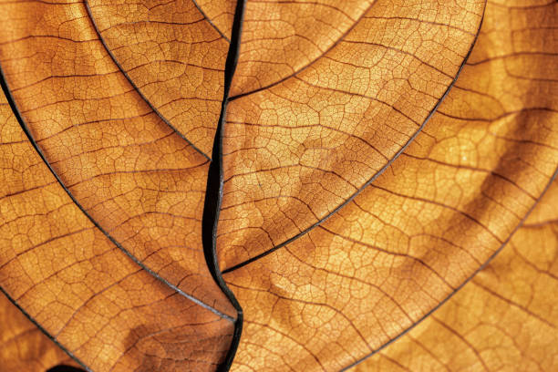 istock Autumn Dried leaf closeup at sunlight, macro trend, brown leaf as nature background. Fall aesthetic backdrop with natural veins texture of foliage, warm monochrome autumnal color, low depth of field 1995343718