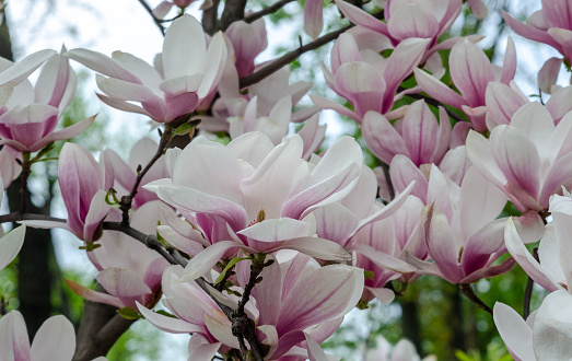 spring view of magnolia in luxurious bloom.