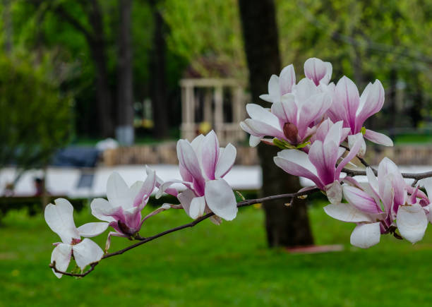 spring view of magnolia in luxurious bloom.