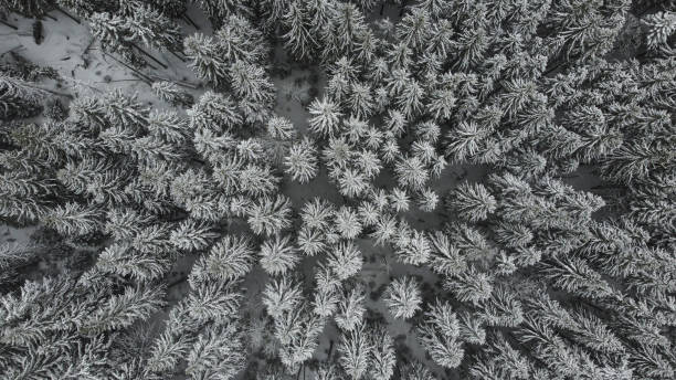 istock Carpathian mountains, sunny winter day. 1995352030