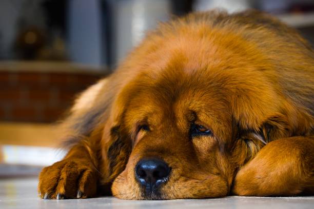 istock Adult Tibetan Mastiff bitch lying down, featuring a unique deep red coat. Thick winter fur. 1995352569