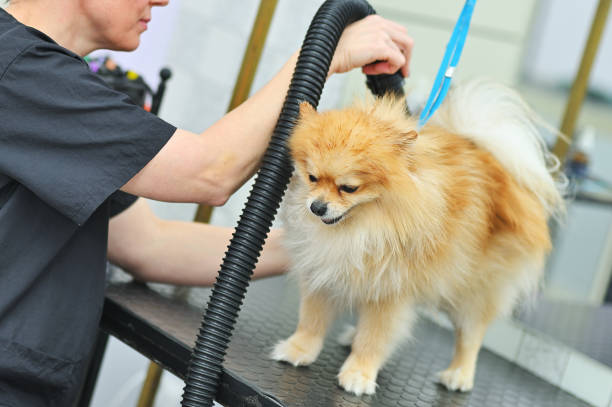 groomer dries the hair of a Pomeranian dog with a hair dryer after bathing in a specialized salon stock photo