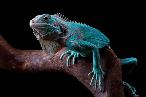 Blue Iguana isolated on black, blue Iguana Cyclura Lewisi
