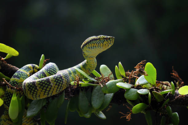 wagleri pit viper snakes on branch, animal close-up - waglers temple viper fotografías e imágenes de stock