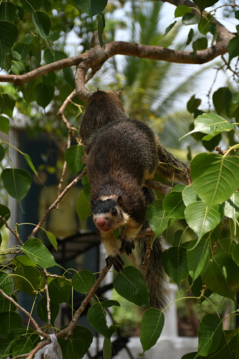 The grizzled giant squirrels on a tree branch with green foliage