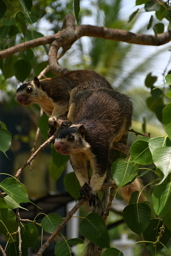 The grizzled giant squirrels on a tree branch with green foliage