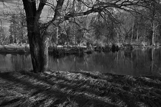 Red maple tree on bank of the Bantam River in winter, Litchfield CT. In black and white. This section of the river is known as the Bantam Lake outlet. Bantam Lake is the largest natural lake in Connecticut. The reeds in the foreground have been flattened by flooding. Red maples often occur in swamps.