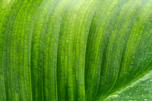 Leafs of calla Lily (Zantedeschia aethiopica).