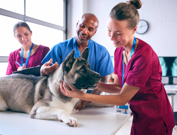equipo veterinario masculino y femenino administrando inyección a perro akita mascota en cirugía - veterinario fotografías e imágenes de stock