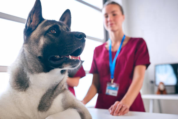 Primo piano del veterinario femminile che esamina e accarezza il cane Akita in chirurgia - foto stock