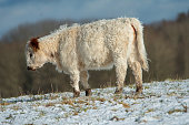 Curly white Scottishs Galloway cow standing in the snow on a field in Denmark