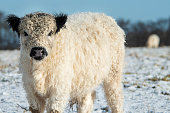Curly white Scottishs Galloway cow standing in the snow on a field in Denmark