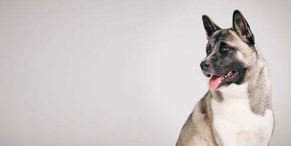 Full Length Studio Portrait Of Pet Akita Dog Against Grey Background