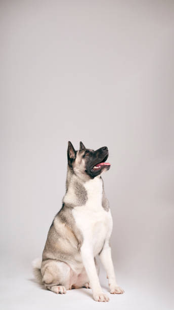 istock Off Camera Owner Training Pet Akita Dog Against Grey Studio Background 1995416894
