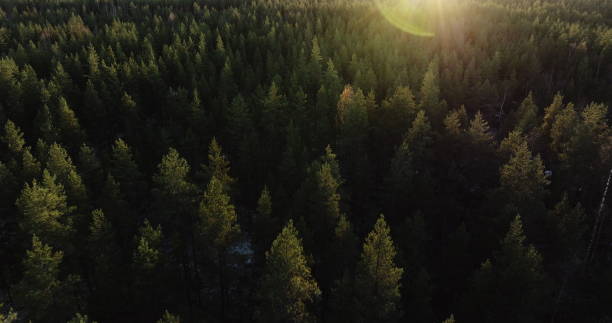 istock Sunset Glow over Finnish Coniferous Forest - Aerial View 1995430628