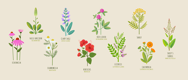 Set of medicinal herbs. Vector flat illustration of false unicorn, red clover, chamomile, tansy, echinacea, hibiscus, calendula, sage, licorice, sheeps sorrel on a beige background. Cartoon healing plants and flowers.