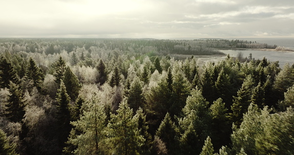 Winter Whispers: Frost-Kissed Forest of Sweden. High quality 4k footage