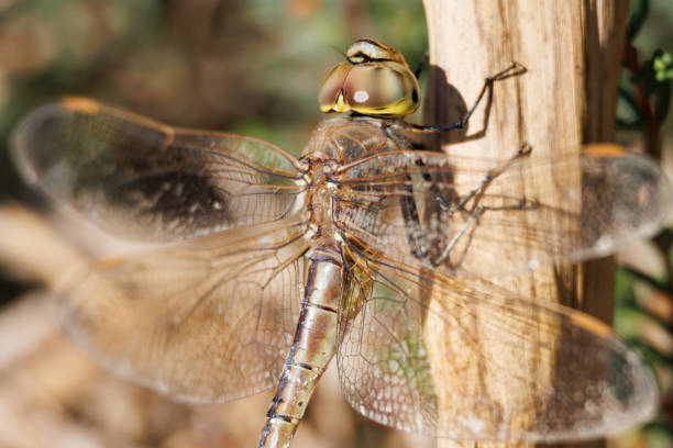Dragonfly Anax ephippiger perched on grass branch in El Hondo natural park, Spain