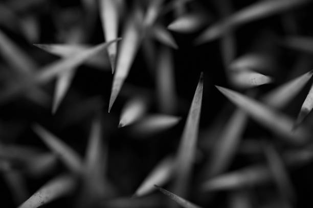Saguaro cactus thorns in black and white