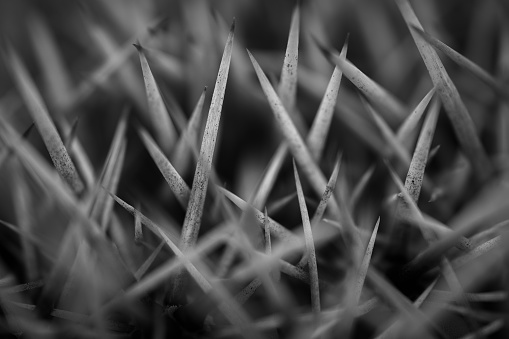 Saguaro cactus thorns in black and white