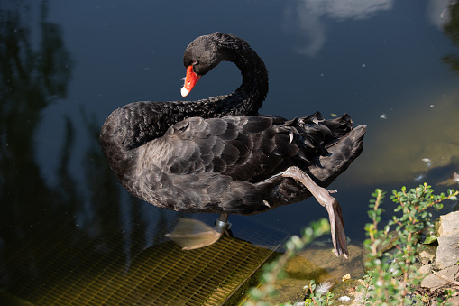 Two black swans (Cygnus atratus) swimming synchron in a lake.