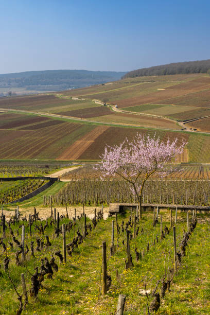 early spring vineyards near aloxe-corton, burgundy, france - côte d'or zdjęcia i obrazy z banku zdjęć