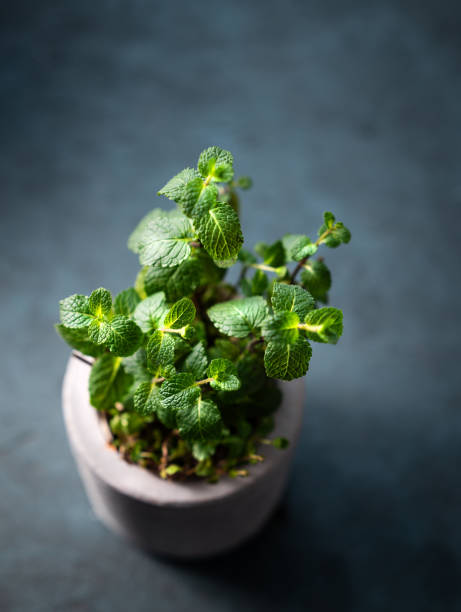 istock Fresh mint in a ceramic pot on a dark background close up. 1995488878