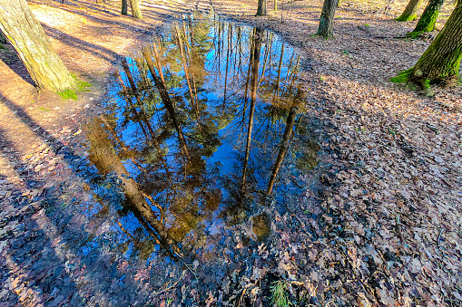 Pine trees against blue sky reflected in water surface of a puddle, dry leaves on ground, hiking trail in Duinengordel - Hoge Kempen National Park, sunny day in Genk, Limburg, Belgium