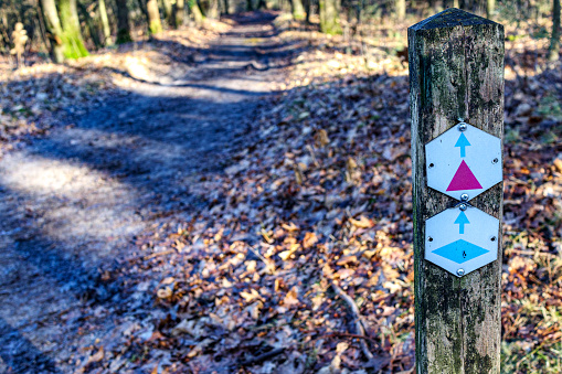 A Forest trail in Western Oregon among large trees and lush plant growth. A wood sign with arrow pointing to the start of trail.