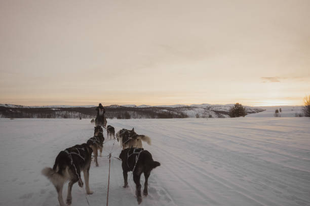 istock Husky Slade Ride in Kirkenes, Norway 1995530175