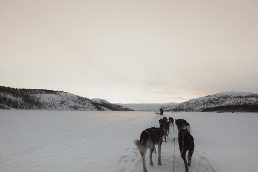 Fun Husky slade ride in the icy snow during sunset in Kirkenes, Norway