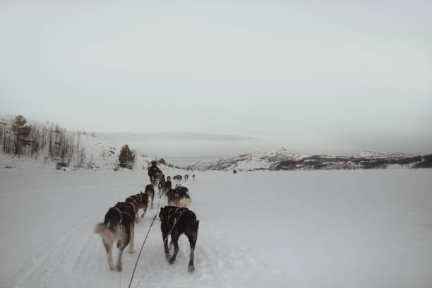 istock Husky Slade Ride in Kirkenes, Norway 1995531953