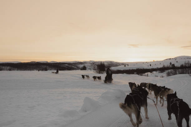 istock Husky dog slade ride in Kirkenes, Norway 1995534573