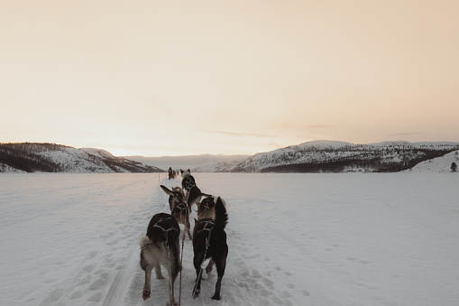 Fun and cold Husky dog slade ride in the snow during sunset in Kirkenes, Norway