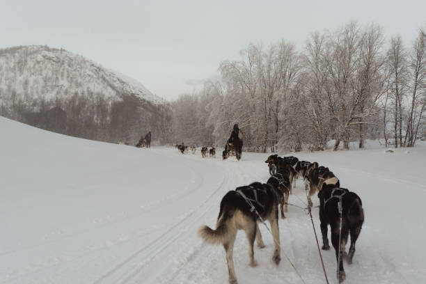 istock Husky dog slade ride in Kirkenes, Norway 1995535164