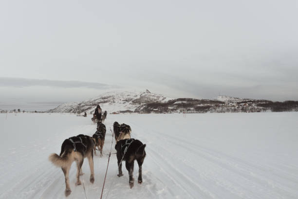 istock Husky dog slade ride in Kirkenes, Norway 1995536771