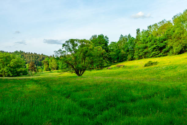 Scenic view Captured the Lush,Grassy Field and the Tree Standing Tall,Framed against a Clear Sky,Tranquility and Natural Beauty in the Landscape.