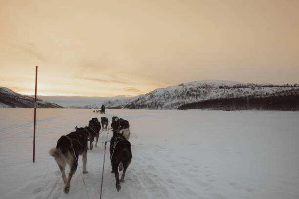 istock Husky dog slade ride in Kirkenes, Norway 1995537329