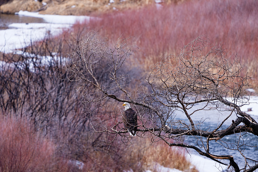 Bald Eagle in Tree Hunting for Fish Above River - Healthy young animal wildlife in natural habitat perched in Cottonwood Tree above scenic mountain river. Western USA.